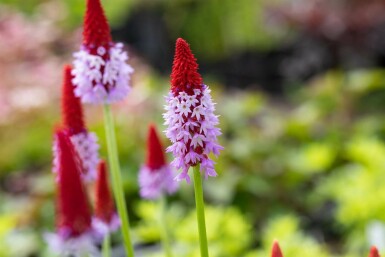 Primula vialii