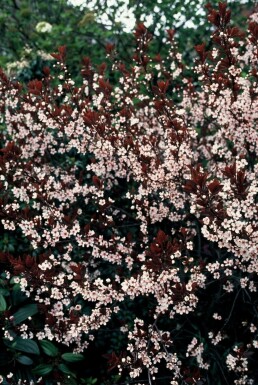 Prunus × cistena