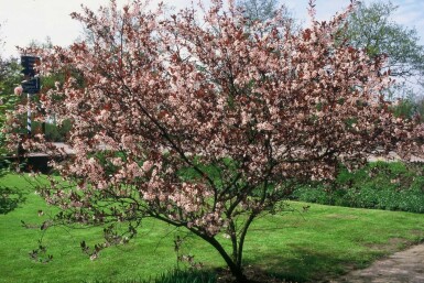 Prunus × cistena