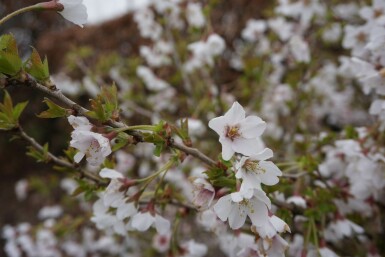 Prunus incisa 'Kojou No Mai'