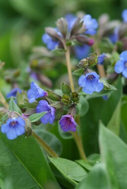 Pulmonaria angustifolia 'Blue Ensign'