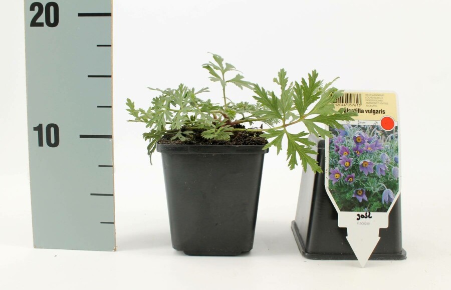 Pasqueflower Pulsatilla vulgaris 5-10 pot P9 Pulsatilla vulgaris