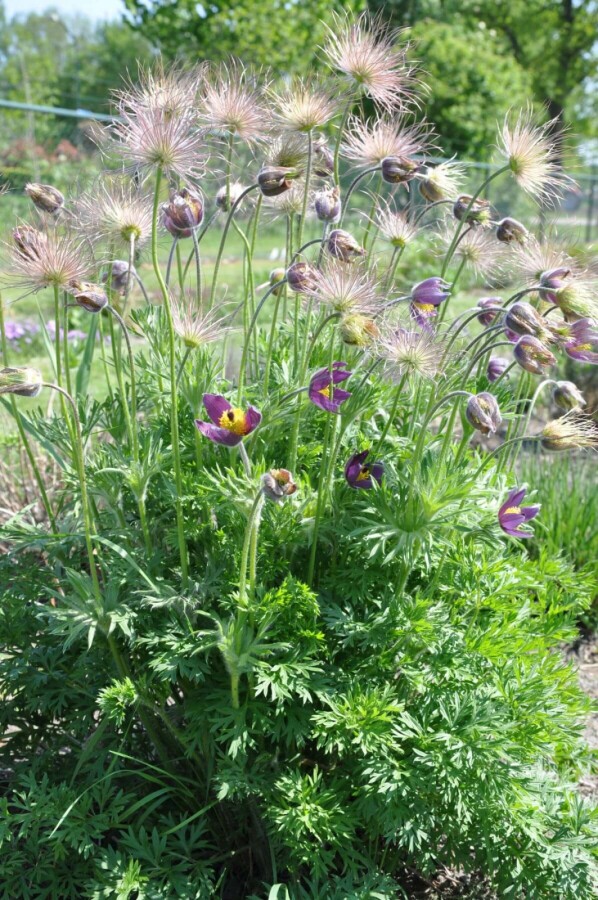 Pasqueflower Pulsatilla vulgaris 5-10 pot P9 Pulsatilla vulgaris