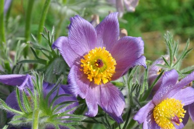 Pasqueflower Pulsatilla vulgaris 5-10 pot P9 Pulsatilla vulgaris