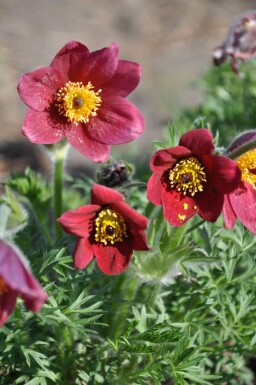 Pulsatilla vulgaris 'Rubra'