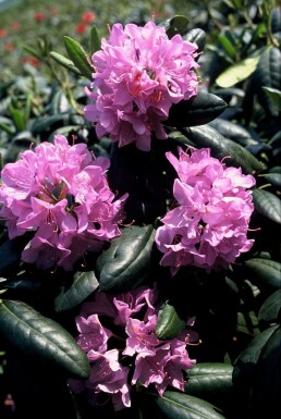 Rhododendron 'Roseum Elegans'