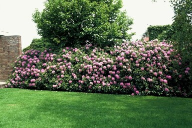 Rhododendron 'Roseum Elegans'