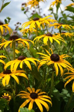 Rudbeckia fulgida 'Goldsturm'