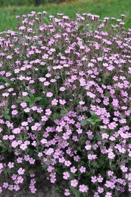 Saponaria ocymoides