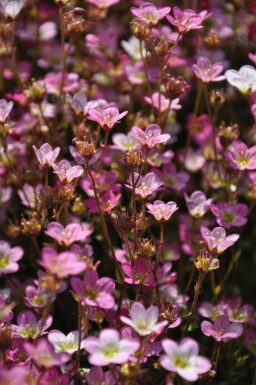 Saxifraga × arendsii 'Purpurteppich'