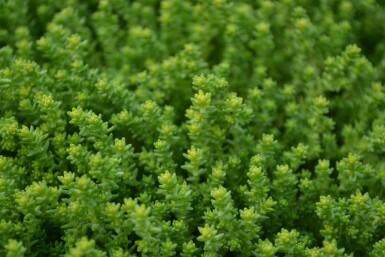 Sedum acre