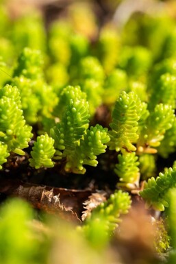 Sedum lydium