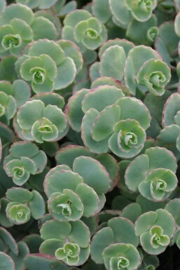 Sedum sieboldii