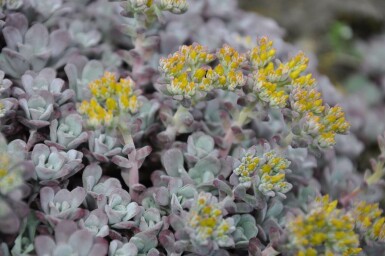 Sedum spathulifolium 'Purpureum'