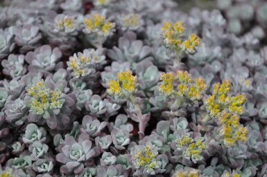 Sedum spathulifolium 'Purpureum'