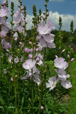 Sidalcea 'Elsie Heugh'