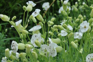 Silene maritima 'Weisskelchen'