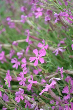 Silene schafta 'Splendens'