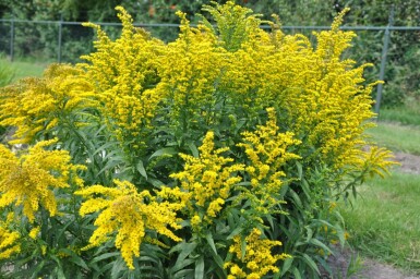 Solidago canadensis 'Goldkind'