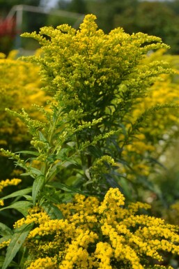 Solidago canadensis 'Goldkind'