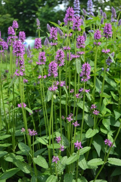 Stachys monieri 'Hummelo'