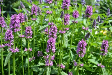 Stachys monieri 'Hummelo'