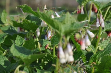 Creeping comfrey Symphytum grandiflorum 5-10 pot P9 Symphytum grandiflorum