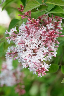 Syringa microphylla 'Superba'