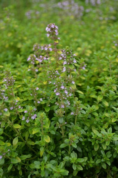 Thymus × citriodorus 'Bertram Anderson'