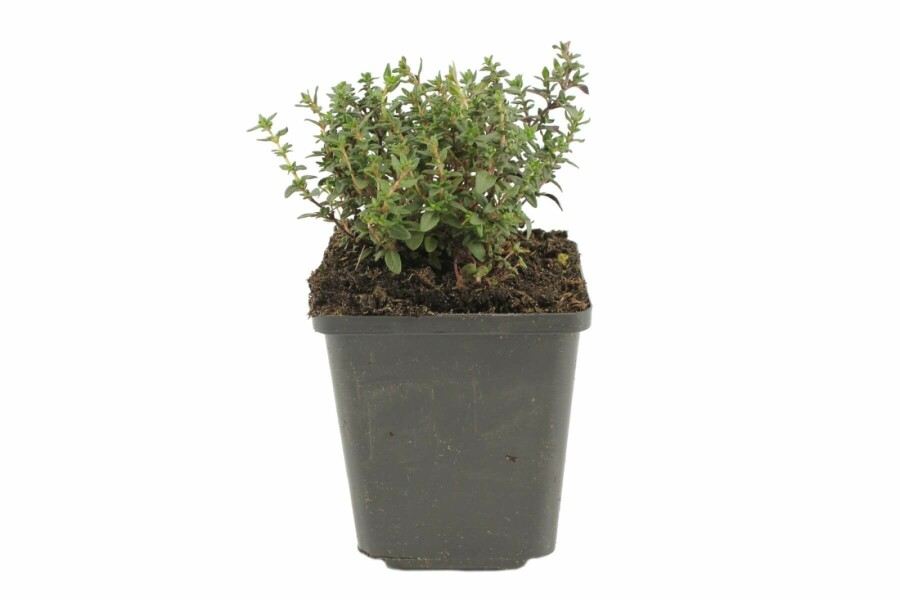 Common thyme Thymus vulgaris 5-10 pot P9 Thymus vulgaris