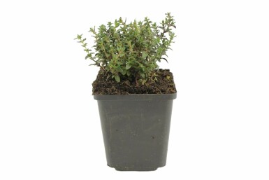 Common thyme Thymus vulgaris 5-10 pot P9 Thymus vulgaris