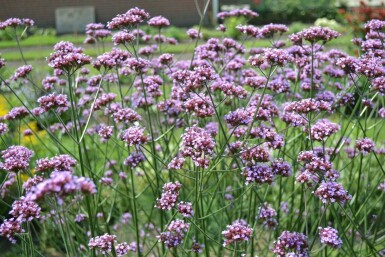 Verbena bonariensis