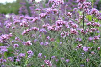 Verbena bonariensis 'Lollipop'