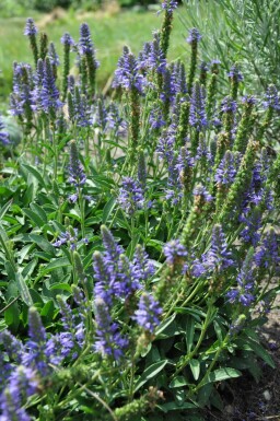 Veronica spicata 'Inspire Blue'