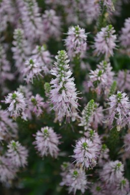 Veronica spicata 'Inspire Pink'