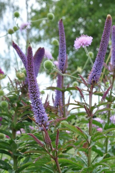 Veronicastrum sibiricum 'Red Arrows'