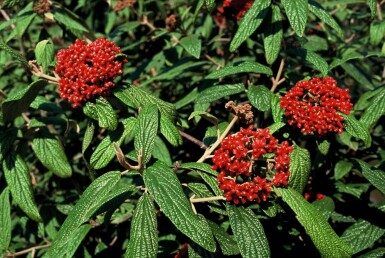 Viburnum rhytidophyllum