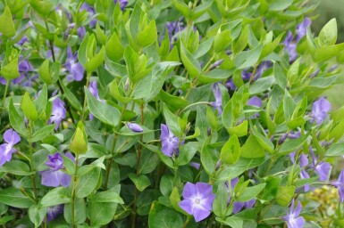 Vinca major