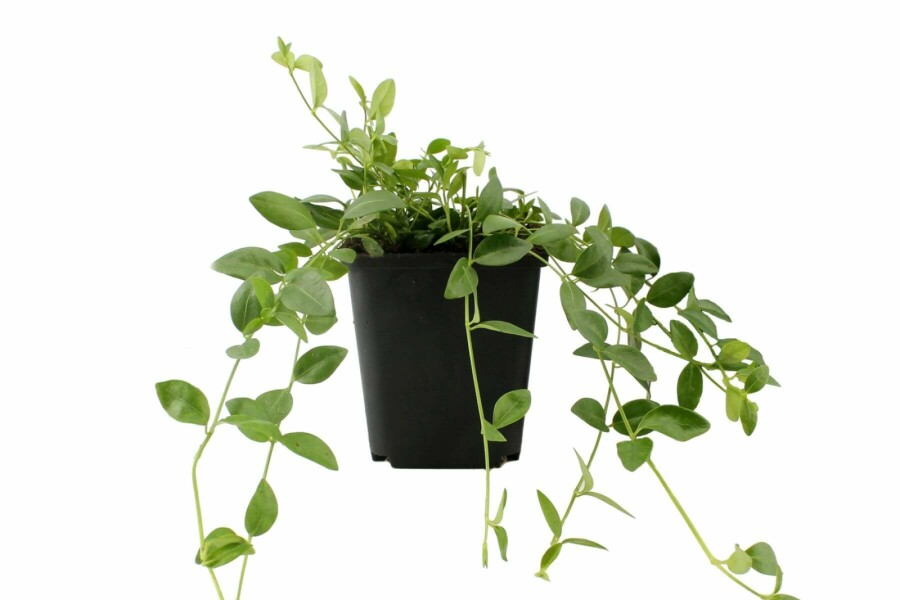 Lesser periwinkle Vinca minor 'Gertrude Jekyll' 5-10 pot P9 Vinca minor 'Gertrude Jekyll'