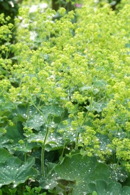 Lady's mantle Alchemilla mollis pot Alchemilla mollis