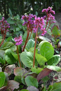 Heart-leaf bergenia Bergenia cordifolia pot Bergenia cordifolia