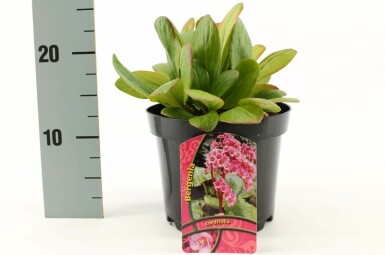 Heart-leaf bergenia Bergenia cordifolia pot Bergenia cordifolia