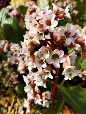 Elephant's ears Bergenia cordifolia 'Bressingham White' pot Bergenia cordifolia 'Bressingham White'