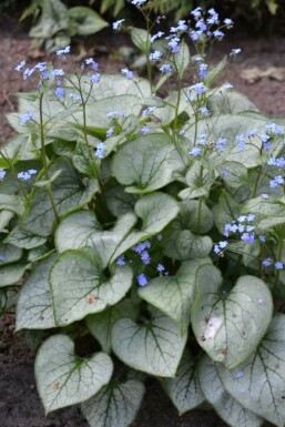 Siberian bugloss Brunnera macrophylla 'Jack Frost' pot Brunnera macrophylla 'Jack Frost'