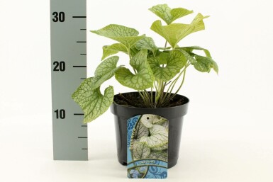 Siberian bugloss Brunnera macrophylla 'Jack Frost' pot Brunnera macrophylla 'Jack Frost'
