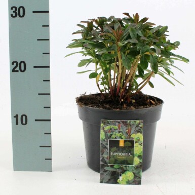 Wood spurge Euphorbia amygdaloides 'Purpurea' pot Euphorbia amygdaloides 'Purpurea'