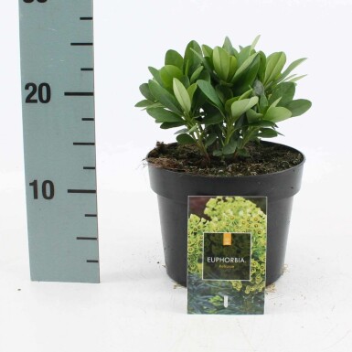 Mrs Robb's bonnet Euphorbia amygdaloides 'Robbiae' pot Euphorbia amygdaloides 'Robbiae'