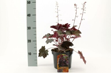 Alum root Heuchera micrantha 'Palace Purple' pot Heuchera micrantha 'Palace Purple'