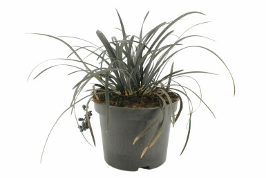 Ophiopogon planiscapus 'Niger'