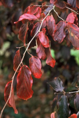 Parrotia persica